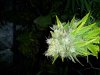 20120829_180848.jpg
