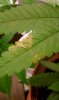 Lemon Haze Clone pic 1.jpg Lemon Haze Clone pic 1.jpg