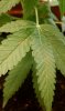 Lemon Haze Clone pic 2.jpg Lemon Haze Clone pic 2.jpg