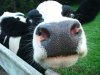 Dairy-cows-pict-1.jpg
