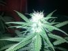 IMG_20120826_125020.jpg