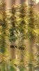 BAG SEED 1.jpg