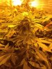 OG Kush Day 19 flower.jpg