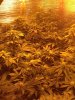 tangerinedream.jpg