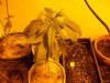 plantssssss 005.jpg