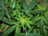 Party Grow 10 007.jpg