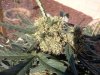 0831kush cola.jpg