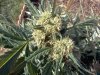 0831kush cola2.jpg