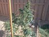 0831kush4.jpg