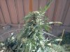 0831kush5.jpg