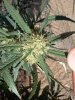 0831kush2.jpg