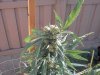 0831kush.jpg