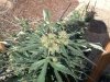 0831kush3.jpg