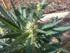 0831og cola.jpg