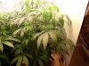 plant2.jpg