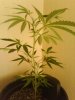 SPR SLVR HAZE 28 days.jpg SPR SLVR HAZE 28 days.jpg