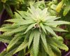 420 011.jpg 420 011.jpg