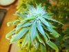 420 016.jpg 420 016.jpg