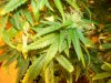 420 018.jpg