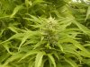 8.26 fat purp buddha.jpg 8.26 fat purp buddha.jpg