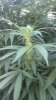 2012-08-26_17-44-52_241.jpg