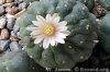 peyote_summary1.jpg