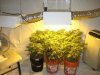 Grow Room 002.jpg