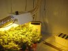 Grow Room 003.jpg