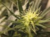 Grow Room 007.jpg
