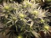 Grow Room 008.jpg