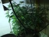 9-2-12veg4.jpg