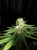 Herijuana100.jpg