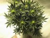 Grow Room 016.jpg