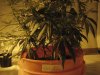 Grow Room 018.jpg