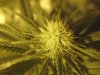 Grow Room 020.jpg
