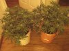Grow Room 022.jpg