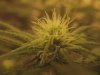 Grow Room 023.jpg