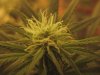 Grow Room 026.jpg