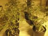 Grow Room 028.jpg