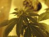 Grow Room 029.jpg