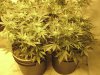 Grow Room 030.jpg