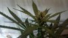 2012-09-03_16-08-27_799.jpg