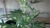 2012-09-03_16-09-15_260.jpg