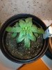 weed problem.jpg