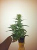 bud2.jpg bud2.jpg
