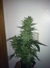 bud3.jpg bud3.jpg
