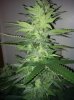 bud1.jpg bud1.jpg