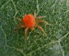 spidermite2.jpg