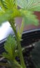 Pistils.jpg Pistils.jpg