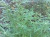 Sensi Seeds outdoor mix F3's.jpg